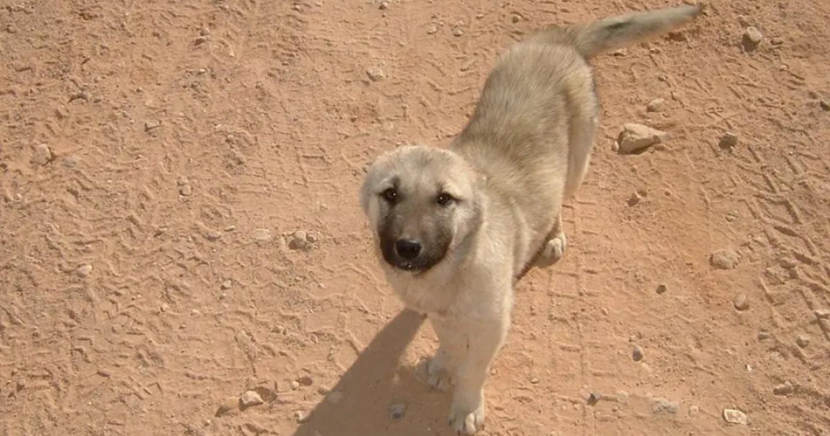 Wild dog followed marine over 70 miles in the wilderness, proving he’d be the perfect pet