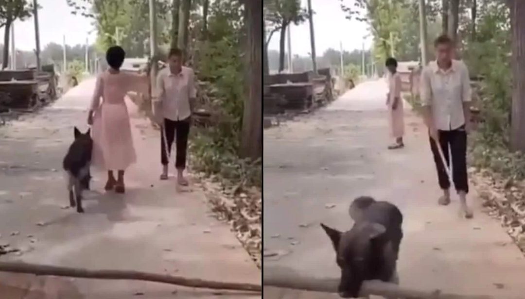 A Dog Removed Log From Path So A Blind Man Could Pass