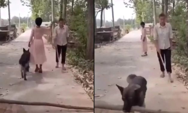 A Dog Removed Log From Path So A Blind Man Could Pass