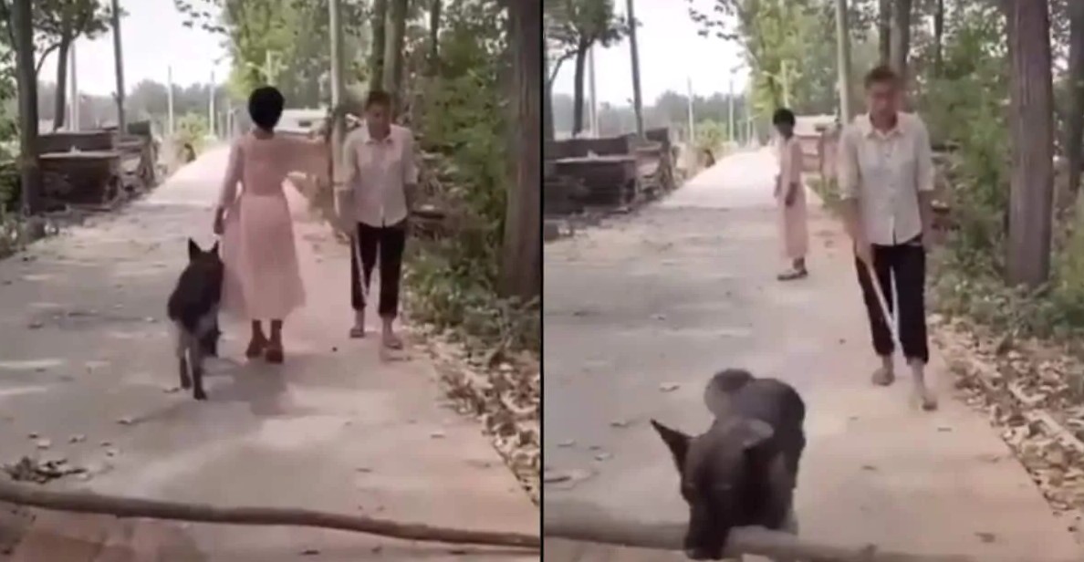 A Dog Removed Log From Path So A Blind Man Could Pass