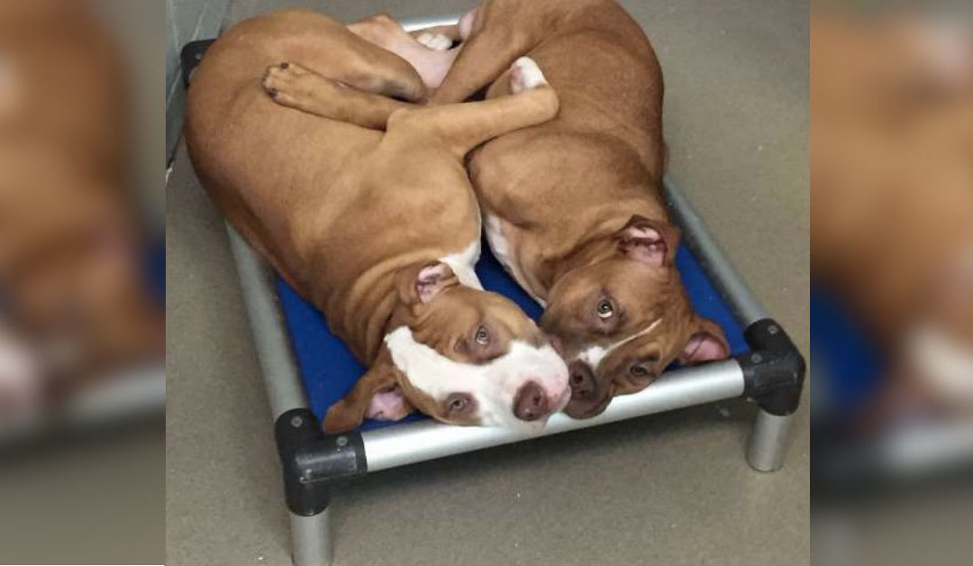 Dog Siblings Left At The Shelter Cry Whenever They Are Separated