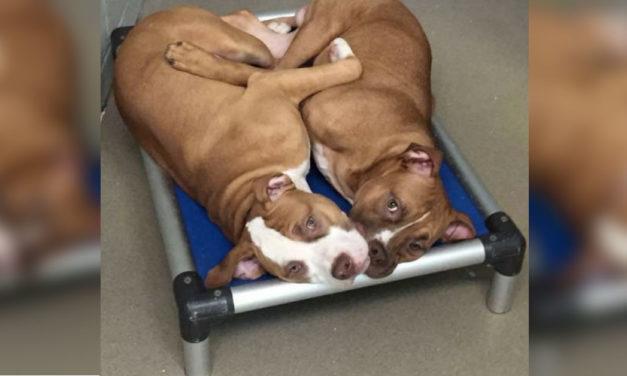 Dog Siblings Left At The Shelter Cry Whenever They Are Separated