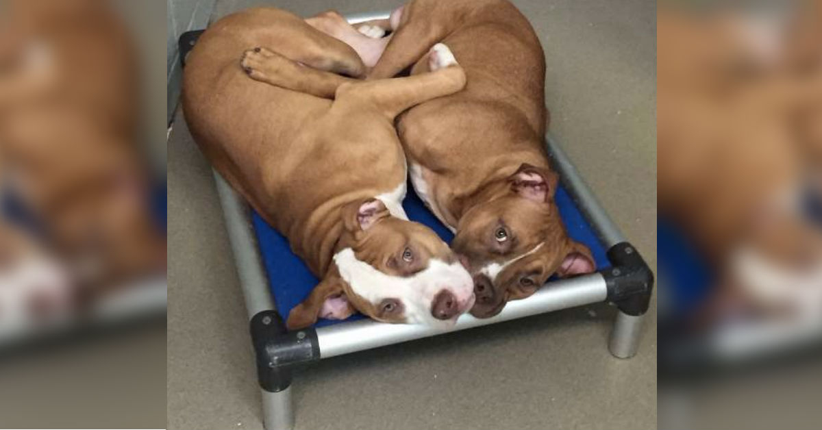 Dog Siblings Left At The Shelter Cry Whenever They Are Separated