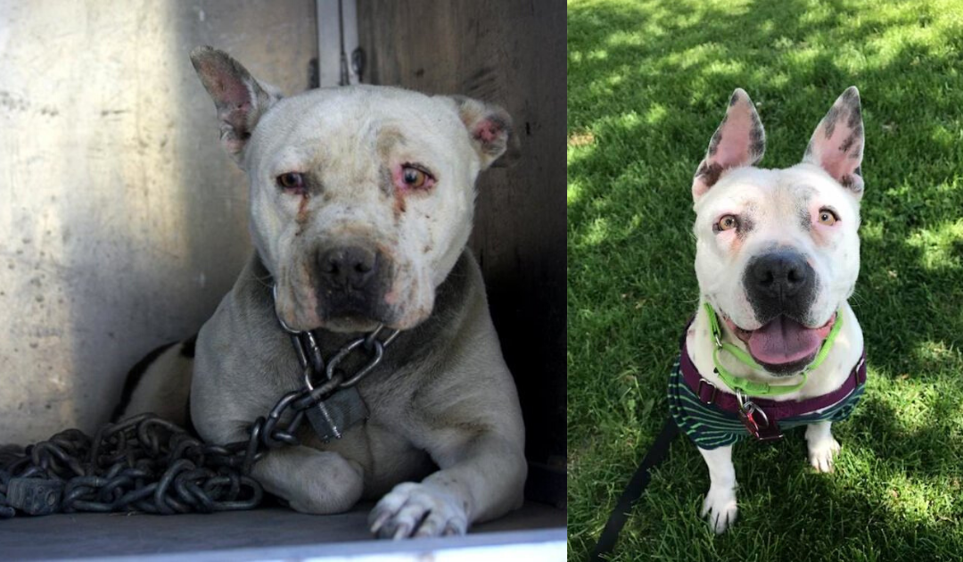 Dog Who Was Chained For Many Years Finally Reveals Her ‘Superpower’