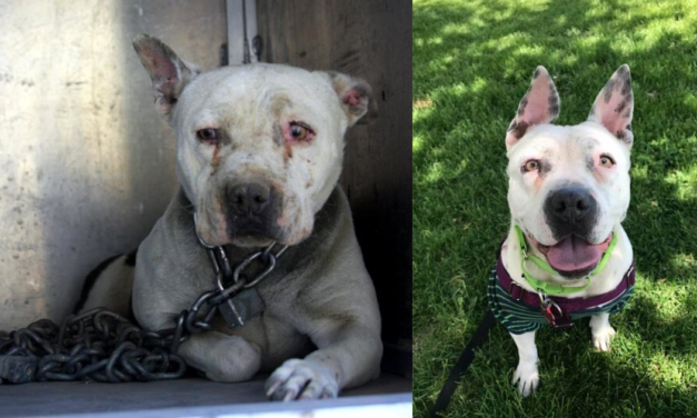 Dog Who Was Chained For Many Years Finally Reveals Her ‘Superpower’
