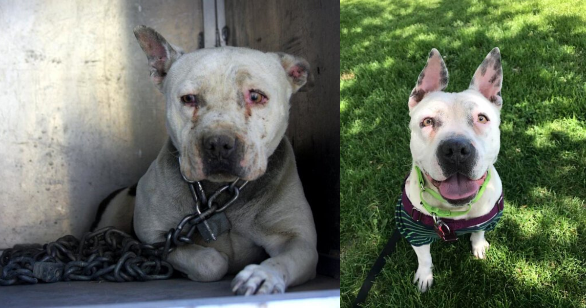 Dog Who Was Chained For Many Years Finally Reveals Her ‘Superpower’