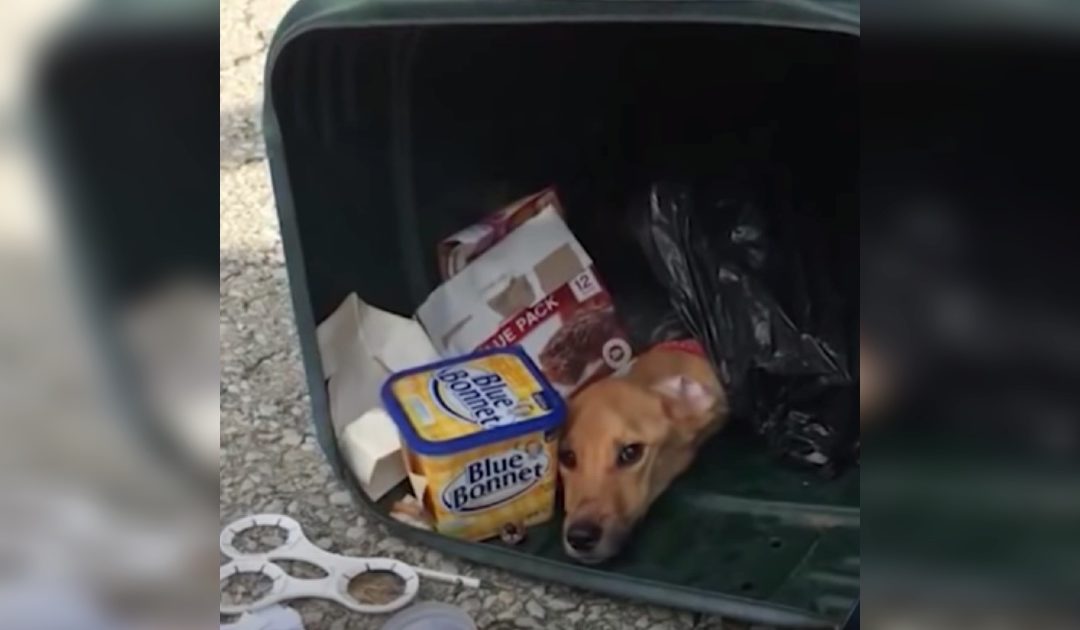 Woman Stuffs Her Dog In A Trash Bag, Then Dumps Her To Move In With Boyfriend