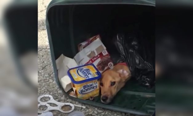 Woman Stuffs Her Dog In A Trash Bag, Then Dumps Her To Move In With Boyfriend