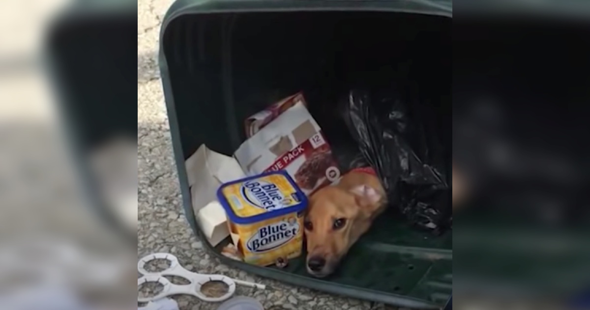 Woman Stuffs Her Dog In A Trash Bag, Then Dumps Her To Move In With Boyfriend