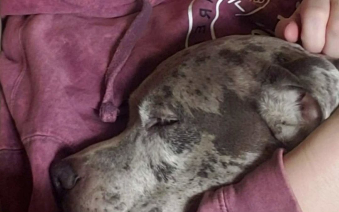 Eastpointe Dog Shot Several Times By Neighbor Wasn’t Aggressive At All