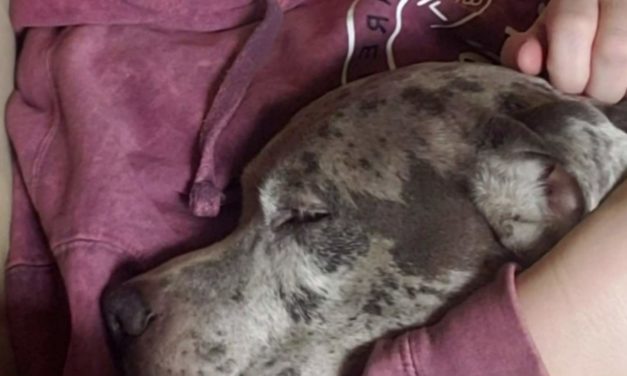 Eastpointe Dog Shot Several Times By Neighbor Wasn’t Aggressive At All