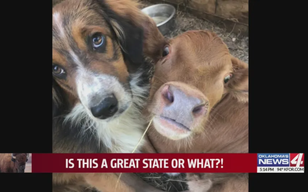 Unique Friendship Between A Failed Cattle Dog And A Downed Calf Who Are Inseparable