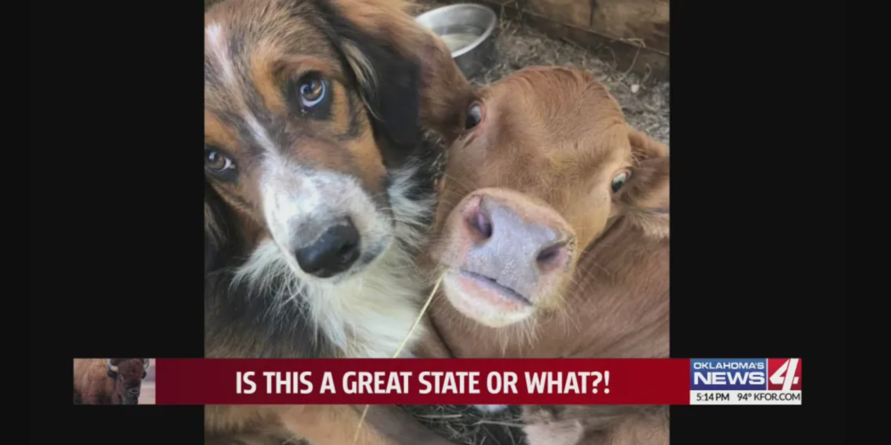 Unique Friendship Between A Failed Cattle Dog And A Downed Calf Who Are Inseparable