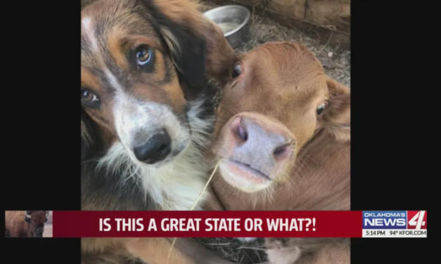 Unique Friendship Between A Failed Cattle Dog And A Downed Calf Who Are Inseparable