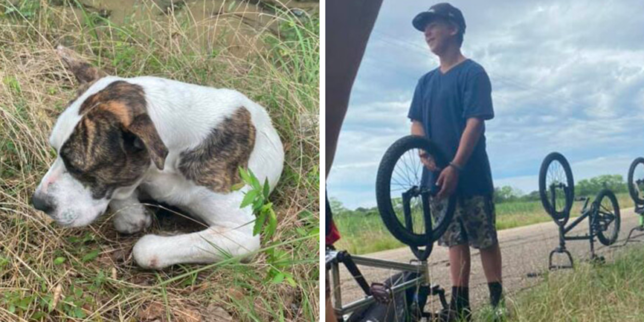 Three Teenagers Find Injured Dog On The Side Of The Road And Save His Life