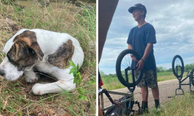 Three Teenagers Find Injured Dog On The Side Of The Road And Save His Life