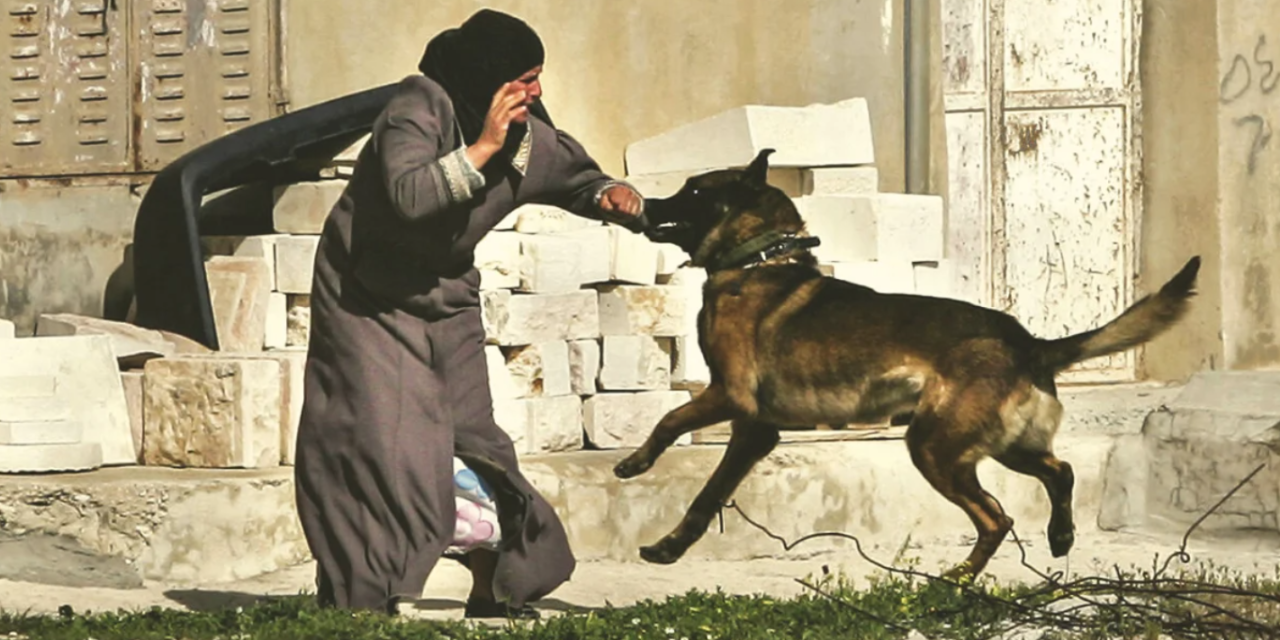 Dog Shows Ultimate Sacrifice And Saves Hundreds By Attacking Suicide Bomber At Wedding