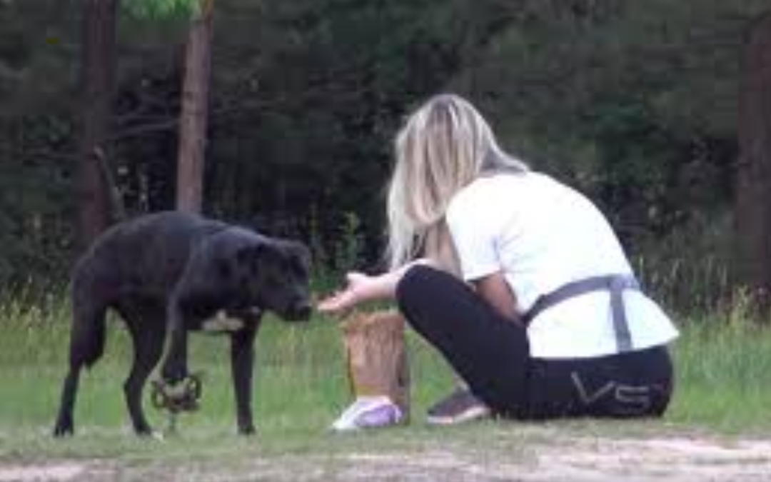 Stray Dog Walked In Cruel Trap Until Rescuers Came To Help Her
