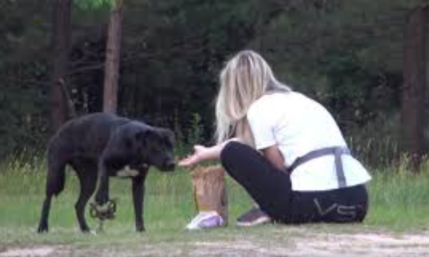 Stray Dog Walked In Cruel Trap Until Rescuers Came To Help Her