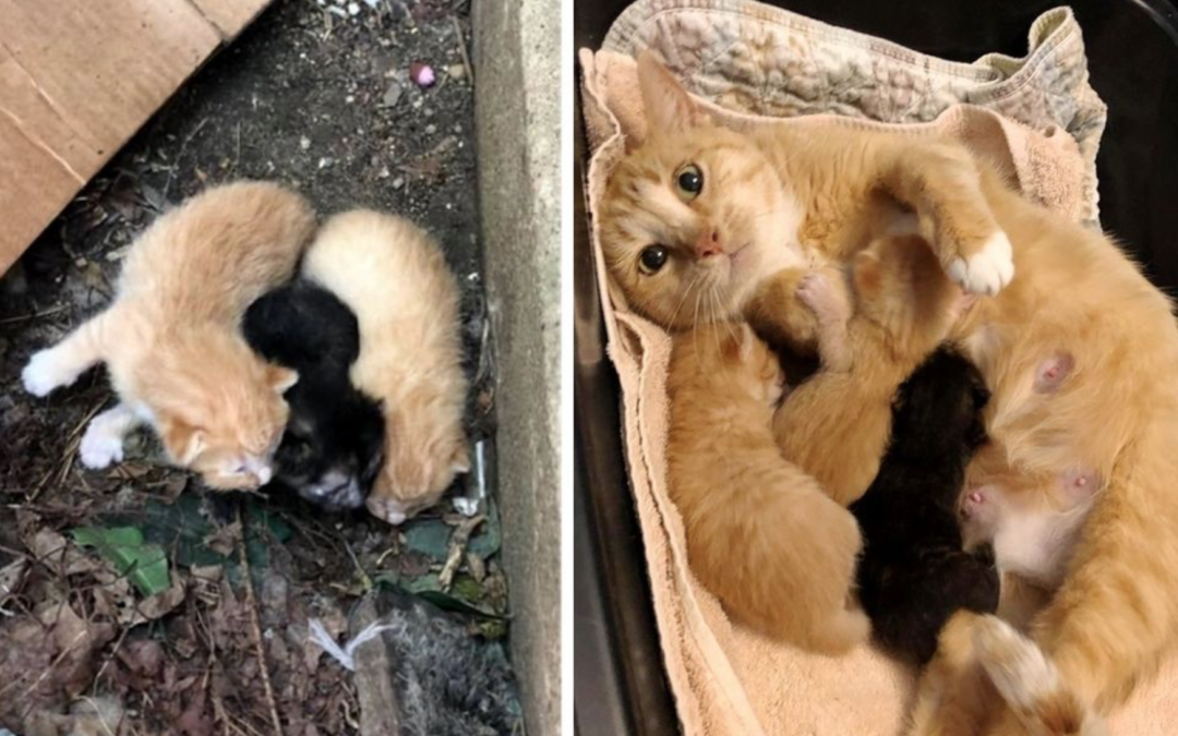 Stray Cat Comes Running When Rescuers Find Her and Her Kittens Outside Apartment