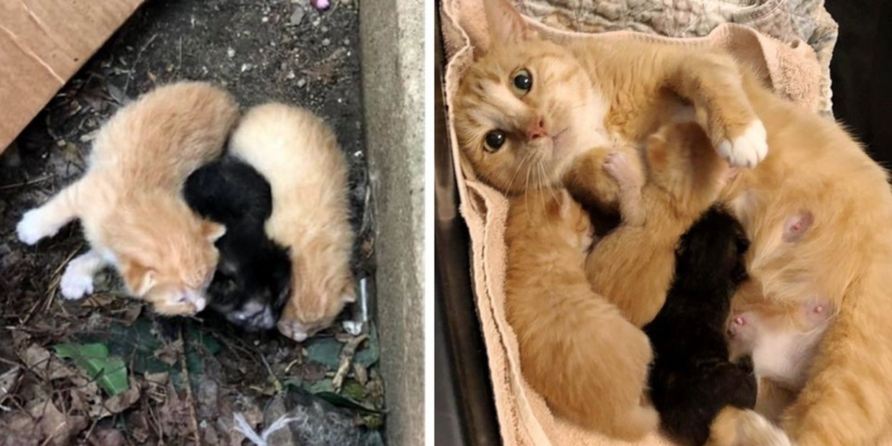 Stray Cat Comes Running When Rescuers Find Her and Her Kittens Outside Apartment