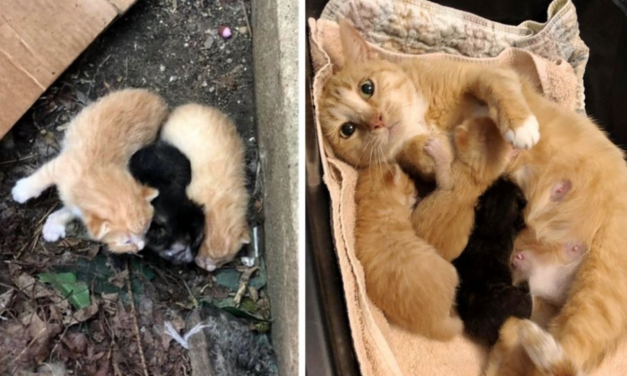 Stray Cat Comes Running When Rescuers Find Her and Her Kittens Outside Apartment