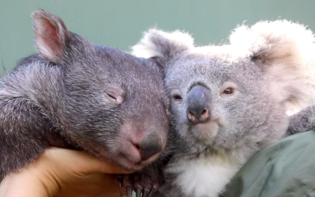 Koala And Wombat Become Best Friends After Meeting At An Australian Zoo