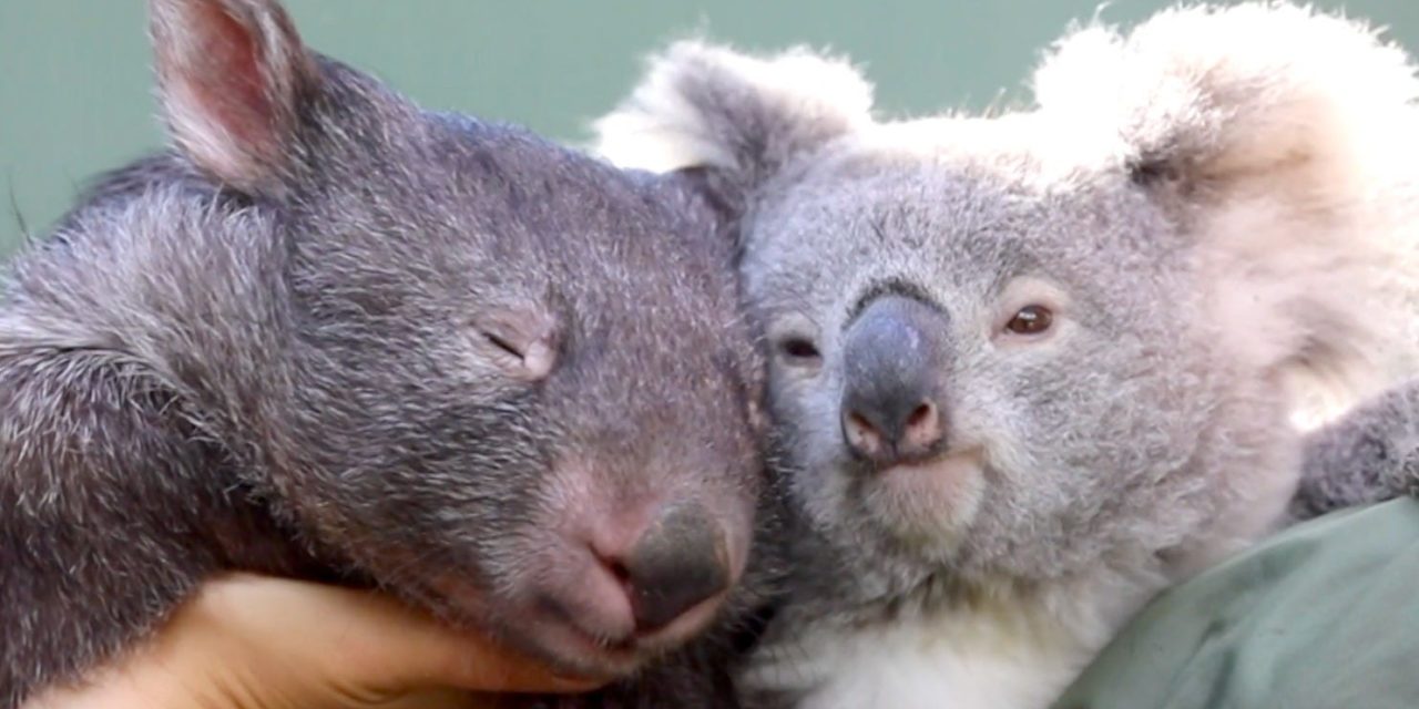 Koala And Wombat Become Best Friends After Meeting At An Australian Zoo