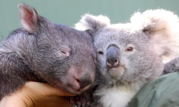 Koala And Wombat Become Best Friends After Meeting At An Australian Zoo