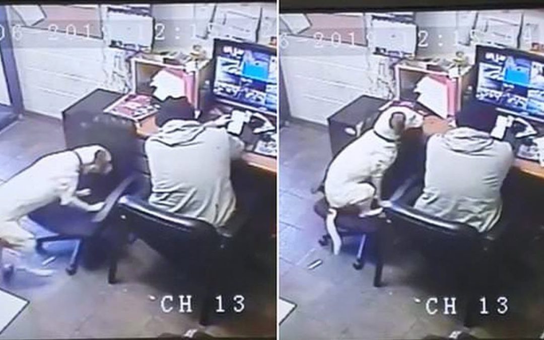 Dog Pulls Up a Chair Next To His Owner, So He’s Not Lonely While Working