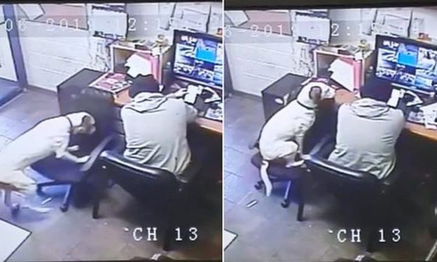 Dog Pulls Up a Chair Next To His Owner, So He’s Not Lonely While Working