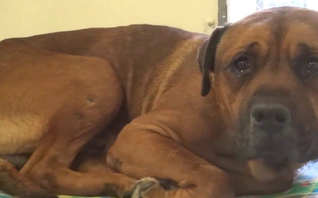 Dog Won’t Stop Crying After Realizing He’s Been Abandoned At Shelter