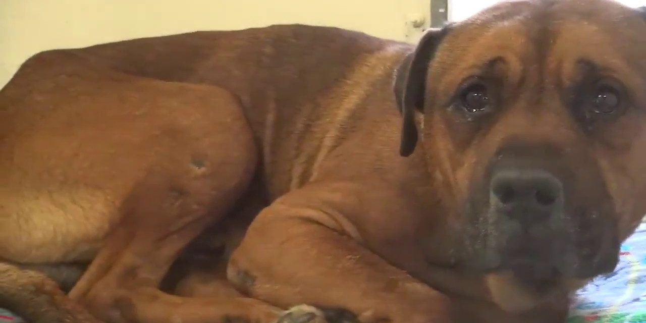 Dog Won’t Stop Crying After Realizing He’s Been Abandoned At Shelter