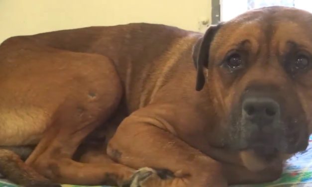 Dog Won’t Stop Crying After Realizing He’s Been Abandoned At Shelter