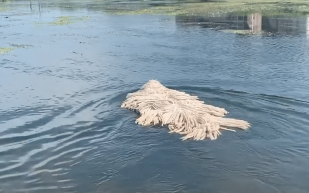 Mop-Looking Dog Breaks The Internet After Swimming In A Lake