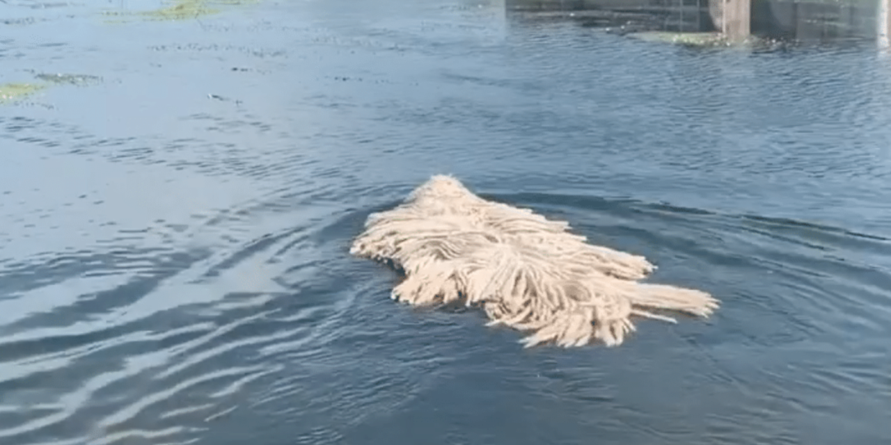 Mop-Looking Dog Breaks The Internet After Swimming In A Lake