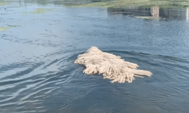 Mop-Looking Dog Breaks The Internet After Swimming In A Lake
