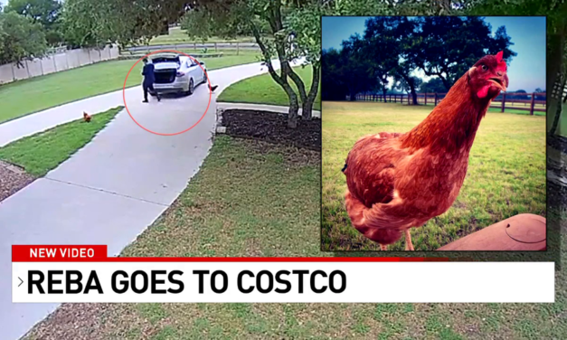 VIDEO: A Family Reunited With Their Pet Chicken After Escaping From Their Backyard