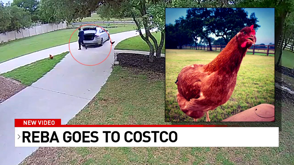 VIDEO: A Family Reunited With Their Pet Chicken After Escaping From Their Backyard