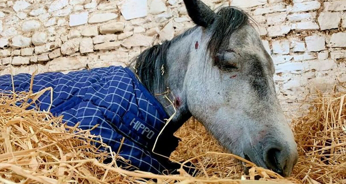 Pony Dies After Teenagers Beat Her And Leave Her In “Horrendous Condition”