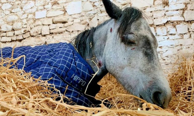 Pony Dies After Teenagers Beat Her And Leave Her In “Horrendous Condition”