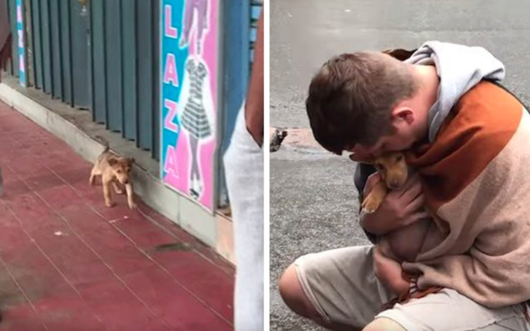 A Homeless Puppy Wags Her Tail At Every Passerby Hoping Someone Will Adopt Her