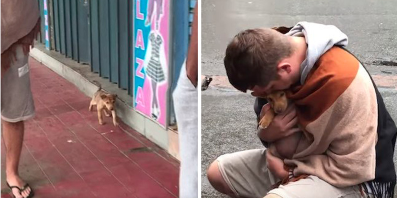 A Homeless Puppy Wags Her Tail At Every Passerby Hoping Someone Will Adopt Her