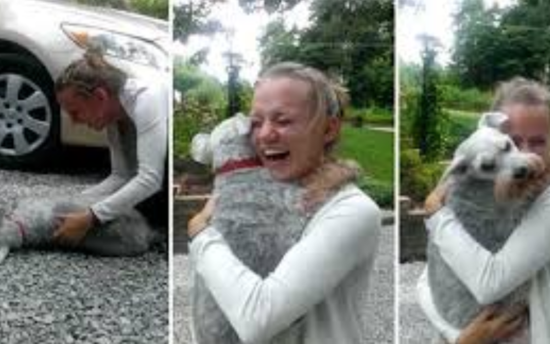Dog Passes Out From Excitement After Seeing Owner