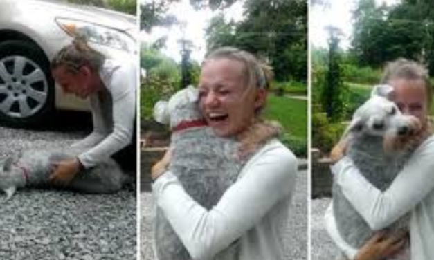 Dog Passes Out From Excitement After Seeing Owner