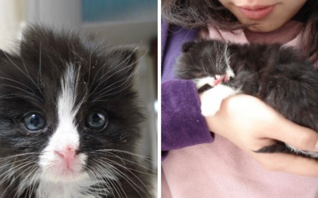 Tiny Tuxedo Kitten Saved From The Streets Holds Onto Rescuer And Refuses To Let Go