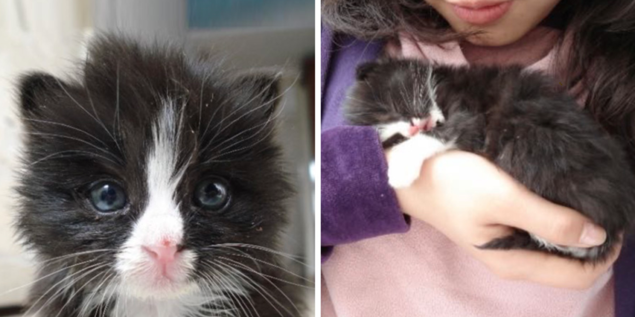 Tiny Tuxedo Kitten Saved From The Streets Holds Onto Rescuer And Refuses To Let Go
