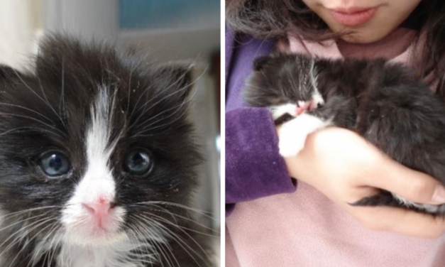 Tiny Tuxedo Kitten Saved From The Streets Holds Onto Rescuer And Refuses To Let Go