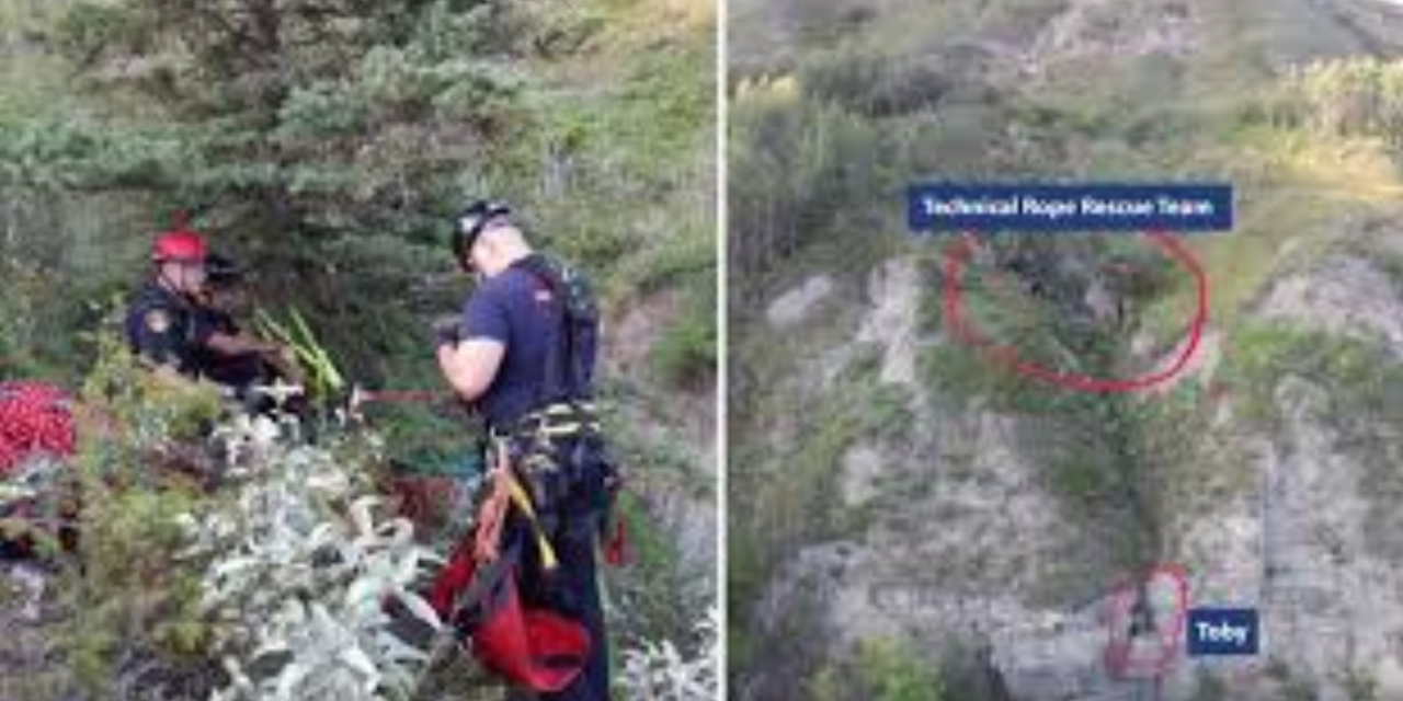 Firefighters Perform Amazing Rescue Of Dog Stuck On The Edge Of a Cliff