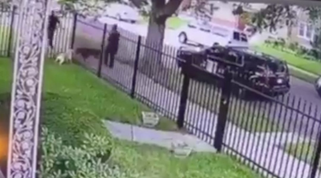 Detroit Police Defends Officer Who Fatally Shot A Dog In Its Own Garden
